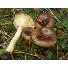 Мицелий Гигрофора бурого / Гигрофор поздний (Hygrophorus hypothejus)